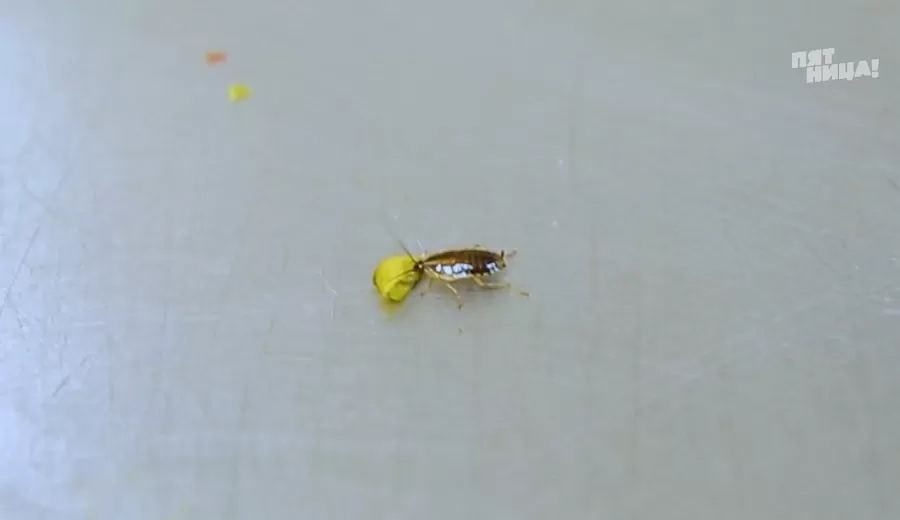 Замечания Константина Ивлева по Potato House