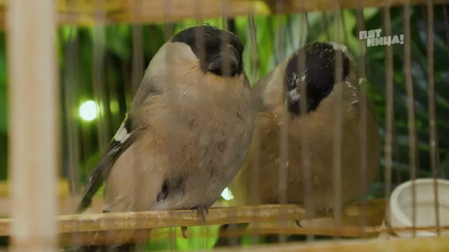 Что стало с Айвенго, после реконструкции Константина и его команды.