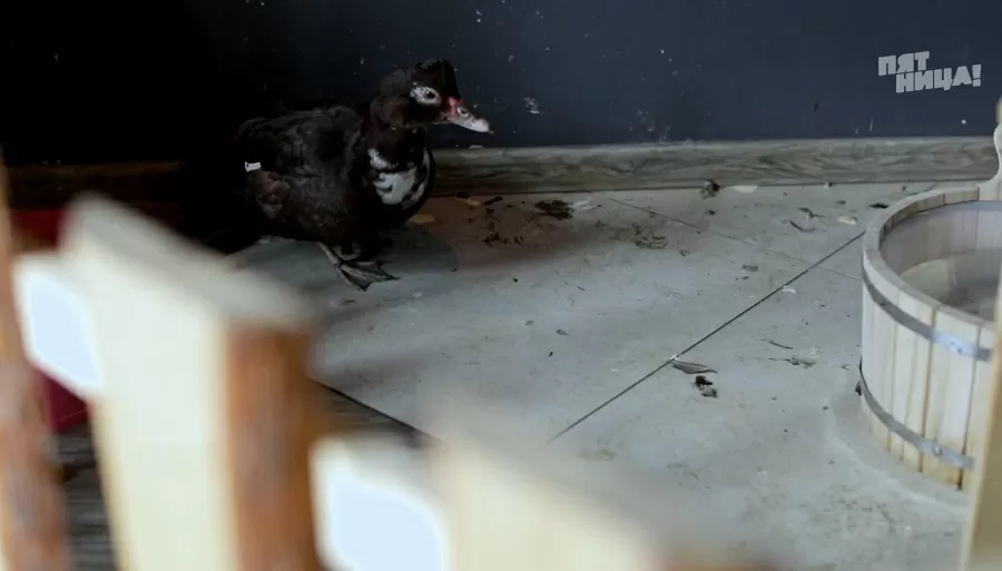 Почему Barduck?