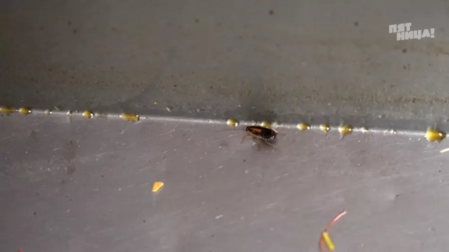 Замечания Константина Ивлева по Парма