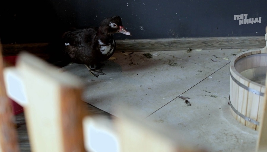 Почему Barduck?